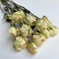 Preserved Dried White Rose Flowers Bundle for DIY Craft Gifts and Home Decor Material - Golden Coast