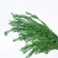 Natural dried Melaleuca greenery branches bouquet for home decor and floral arrangement. - Green