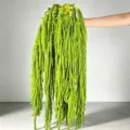 Hanging amaranthus preserved dried flowers green tassel floral decor for wedding party. - Fruit Green