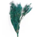 Natural dried Melaleuca flower bouquet, teal dyed preserved plant stems for home decor. - Blue