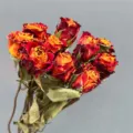 Natural dried red and yellow roses bunch, perfect for home decor, floral arrangements. - Freud Big Head