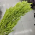 Green melaleuca dried flower bouquet preserved fine leaves plant for home interior decor - Light Green
