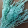 Dried melaleuca flower bouquet light blue green botanical decor for home floral arrangement - Lake Blue
