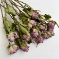 Dried rose flowers purple bouquet for DIY craft gift, natural preserved floral arrangement. - Charming Lady
