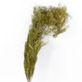 Preserved golden thread dried flower bunch, natural botanical plant decor for home floral design. - Original Color