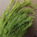 Wholesale green dried flower bundle natural plant foliage for home decor and floral arrangements. - Grass Green