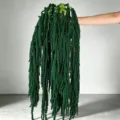 Green hanging amaranthus dried flowers for wedding party and holiday home decoration bouquet. - Dark Green