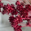 Natural dried flowers bouquet in dark red, perfect rustic home decor and photo props. - 30 Brushes / Bright Red