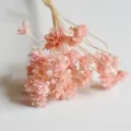 Natural pink dried flowers bouquet for home decor, DIY craft and everlasting floral artwork. - Light Flesh Pink 30 Stems