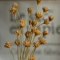 Natural dried small flowers for home decor and photography props, rustic dried floral arrangement. - 30 Brushes / Natural