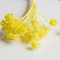 Yellow dried mini flowers detail shot for DIY crafts and home decor floral arrangement. - Yellow 30 Stems
