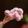 Light pink fuzzy button flower mini dried flower DIY material, perfect for handmade crafts. - 10 Brushes / Light Pink