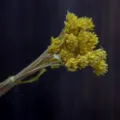 Natural dried mountain flowers bundle, perfect pastoral home decor and photography props. - 30 Brushes / Yellow