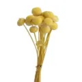 Natural dried billy balls yellow craspedia flowers bunch for DIY floral craft decor. - 10 Brushes / Gold Yellow