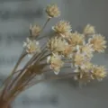 Natural dried small flower bouquet for home decoration, rustic style photography props. - 30 Brushes / Off White