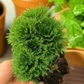 Selaginella resurrection plant green potted variant, fresh variant plant for indoor decor. - 8 Pieces (Water-Activated)