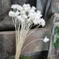 White natural dried flowers bouquet small daisy rustic home decor photography props - 30 Brushes / White