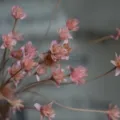 Pink dried flowers small natural bouquet home decor photography prop aesthetic variant. - 30 Brushes / Pink