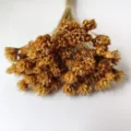 Natural dried flowers everlasting small flowers for DIY crafts home decor flowers. - Primary Color 30 Stems
