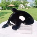 Cute killer whale plush toy, soft black and white stuffed animal pillow for kids and adults. - Killer Whale