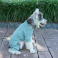 Gemütlicher grüner Haustier Strickpullover vierbeinige Hundekleidung warme Winterbekleidung - XS / Grün