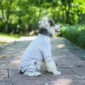 Pet four-leg knit sweater for dogs cats, light grey stretchy clothing autumn winter - Gray