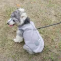 Gilet chaud en polaire pour animal de compagnie manteau chien hiver bordure carreaux - Gris (Avec Laisse de 1.2m)