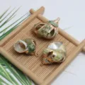 Vue détaillée de pendentifs coquillage naturel électroplaqué coquille Saint-Jacques pour bijoux. - Vert Creux