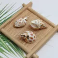 Natürliche Muschel vergoldet Babylonia Spirata Anhänger DIY Schmuck Zubehör Charms - Gefleckte Babylon-Schnecke