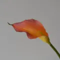 Gros plan détail de fleur de Calla artificielle pétale dégradé orange touche douce - Orange