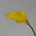 Grande fleur artificielle de Calla jaune EVA faux bouquet de mariée décoration maison - Jaune