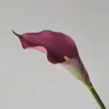 Fleur de lys arum artificiel EVA violet foncé tige unique pour mariage et maison. - Vieux rose