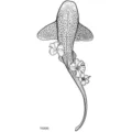 Waterproof temporary tattoo sticker featuring marine animal and flower design for daily use. - FO520