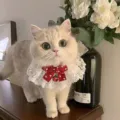 Cute lace cat bib with red bow and strawberry bell, sweet pet collar decoration for cute pets. - M / Red