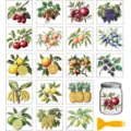 Watercolor hand-drawn rub-on transfer stickers for glass cups, ceramics and DIY crafts. - 18 Pieces/Pack / Fruit