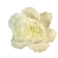 Elegant cream crepe paper flower for wedding and party decoration, beautiful artificial floral art. - Beige