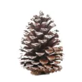 Snow-tipped natural pinecone Christmas decoration ornament for home holiday display. - Snowy Pinecone (15-18CM)