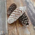 Natural pinecone Christmas ornament variant, rustic dried pine cone decor for holiday crafting. - Bleached Scale Pine / 6-8CM / White and Brown