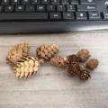 Natural pine cones for Christmas decor, rustic dried pinecones for craft DIY display. - 1-2cm Pine Flower Pinecone