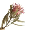 Natural dried king protea flower stem for home decor, rustic vase arrangement and photography prop. - Single Stem