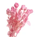 Preserved multi-head mini roses pink real dried flowers for DIY floral arrangement decor bouquet - Preserved Small Rose Deep Pink [About 5 Branches, About 18 Flower Heads]