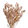 Preserved mini dried roses bulk for DIY crafts, aromatherapy candles, and home floral decor. - Preserved Small Rose Brown [About 5 Branches, About 18 Flower Heads]