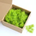 Preserved Asparagus Fern Green DIY Craft Material Dried Flower for Resin Art and Decor 1pc - 30 Stems Pack / Grass Green