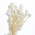 Preserved mini rose dried flowers bouquet for DIY craft, resin art and scented candle decor. - Preserved Small Rose White [About 5 Branches, About 18 Flower Heads]