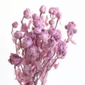 Preserved mini roses dried flower bouquet for DIY craft floral arrangement and aromatherapy candle decor - Preserved Small Rose Purple [About 5 Branches, About 18 Flower Heads]