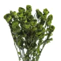 Natural preserved green mini roses dried flowers for DIY floral arrangements and crafts. - Preserved Small Rose Green [About 5 Branches, About 18 Flower Heads]