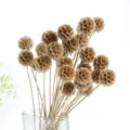 Natural dried scabiosa flowers bouquet, rustic pin cushion floral stems for home DIY decor. - 1 Bundle 5 Branches / Original Color