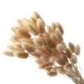 Natural dried bunny tail grass bouquet for home decor floral arrangement photography props. - Bunny Tails Bundle / 60 Stems Pack / Original Color
