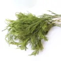 Natural dried Lycopodium plant branch green moss floral material for home decoration forest style - 50g Pack / Green