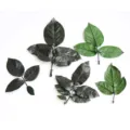 Preserved rose leaves for handmade DIY crafts, aromatherapy candles, and photo frame decor. - Single Piece